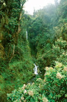Aspecto de la selva nublada en el lmite superior del bosque que est en contacto con el subpramo. Algunas rosetas de frailejn y de helechos arborescentes se entremezclan con los rboles.