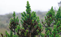 El pinito de flor, Aragoa, hace parte de una de las especies arbustivas endmicas, que tuvieron su origen en la alta montaa.