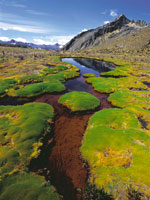 Formas de vida en cojn de Plantago, en hbitats pantanosos de la Sierra Nevada del Cocuy.