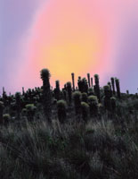 Atardecer en los pramos cercanos a la laguna del Otn.