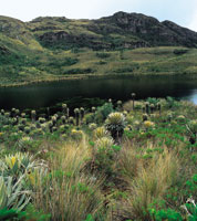 Laguna de origen glaciar en el santuario de flora y fauna de Iguaque, Boyac.