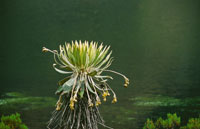 Frailejn Espeletia grandiflora.