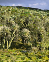 En los pramos colombianos se alternan momentos de mucha radiacin solar con otros muy nublados.