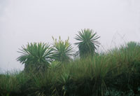 Pajonal frailejonal cubierto por la neblina en el pramo de Chingaza.