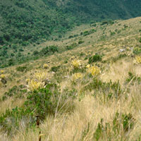 Una de las caractersticas de la franja del subpramo es la abundancia de arbustos, dispersos o en comunidades densas, entremezclados con el pajonal y con las rosetas de frailejn.