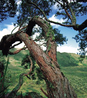 En el contacto del lmite superior del bosque altoandino con el pramo, los rboles adquieren formas retorcidas y achaparradas, probablemente a causa de deficiencias nutricionales del suelo o del rigor del clima, entre otros factores.
