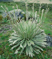 Frailejn plateado, Espeletia argentea, una roseta ssil que forma poblaciones densas y homogneas en pramos muy intervenidos, es una de las especies ms frecuentes en el pramo bajo.