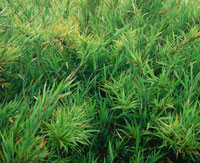 Chuscal caracterstico de los pramos hmedos como el de Chingaza, compuesto por Chusquea tessellata, conocida como cauela, un bamb que puede alcanzar hasta 4 m de altura y desarrolla extensas coberturas.