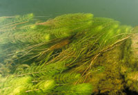 Macrfitas acuticas sumergidas en la laguna de Chingaza.