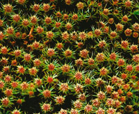 Tapete de musgos con sus coloridas estructuras reproductivas.