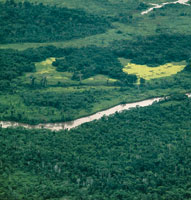 La selva hmeda tropical es un ambiente natural  de gran biodiversidad; en ella se desarrollan rboles que pueden crecer sobre suelos muy variados. Selvas magdalenenses derca de Barrancabermeja.