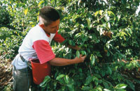 Las actividades ganaderas y el cultivo del caf, han sido  fuentes de riqueza en el Alto Magdalena.