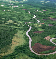 La tala de las selvas basales, adems de desestabilizar los suelos ribereos, ha disminuido la biodiversidad de los ecosistemas del Magdalena Medio.