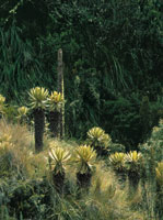 Hay mucho rboles, rboles del agua, rboles que traen el agua. Todos ellos son la raz del agua que entra a la laguna. Y con ellos crece tamnbin el ojo de agua. Un monte donde se den todos estos rboles, all es la casa de Srekollimisak, del aguacero.
