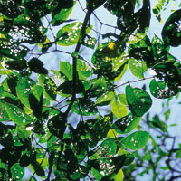 Ante la dificultad de ingresar al Magdalena por el delta, los espaoles se aventuraron a travs de manglares y pantanos, o bordeando la Sierra Nevada hacia el oriente, para encontrar la forma de remontar el esquivo ro.
