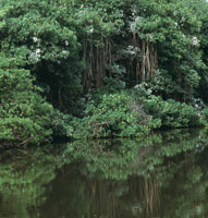Ante la dificultad de ingresar al Magdalena por el delta, los espaoles se aventuraron a travs de manglares y pantanos, o bordeando la Sierra Nevada hacia el oriente, para encontrar la forma de remontar el esquivo ro.