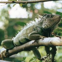 Los animales desconocidos del Nuevo Mundo, despertaron la imaginacin de los espaoles que creyeron ver sirenas en los manates y muchos otros seres fantsticos. La tortuga, la iguana, infinidad de aves y el perezoso, forman parte de las maravillas que me