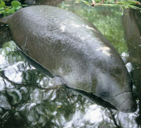 Los animales desconocidos del Nuevo Mundo, despertaron la imaginacin de los espaoles que creyeron ver sirenas en los manates y muchos otros seres fantsticos. La tortuga, la iguana, infinidad de aves y el perezoso, forman parte de las maravillas que me