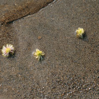 Diferentes tipos de sedimentos arrastrados por la corriente del Magdalena.