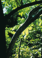 La exuberancia del trpico se manifiesta en  una intrincada vegetacin que se mantiene siempre verde.