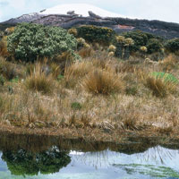 La cobertura vegetal en las zonas cuya altura es superior a los 4.500 msnm es casi inexistente y se llimita a plantas de porte bajo, especializadas en soportar temperaturas extremas. Vista del nevado Santa Isabel.