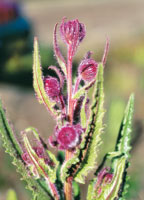 Los elementos que les permiten subsistir a los senecios en la alta montaa, son la pubescencia para capturar humedad, la coloracin de sus flores para controlar la fuerte radiacin solar y su porte reducido para evitar el embate del viento.