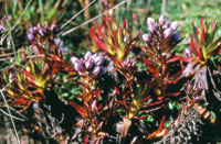 En la vegetacin del pramo se puede observar  la esclerofilia o generacin de hojas gruesas y endurecidas en posicin evasora de la insolacin.