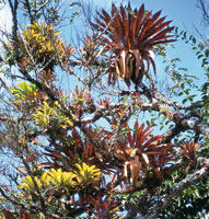 El dosel de los bosques tropicales se convierte en un sustrato privilegiado para el desarrollo de una rica flora parsita y trepadora.