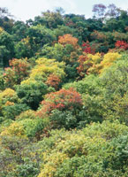 Bosque seco tropical al comienzo del verano, cuando ostenta un follaje multicolor.
