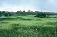 Las llanuras de inundacin son el ambiente acutico ms tpico del Bajo Magdalena; sus aguas arrastran una gran cantidad de sedimentos y vegetacin flotante.