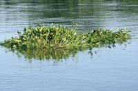 Las llanuras de inundacin son el ambiente acutico ms tpico del Bajo Magdalena; sus aguas arrastran una gran cantidad de sedimentos y vegetacin flotante.