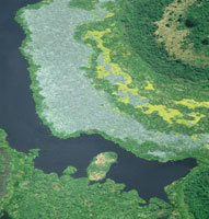 El aporte de los nutrientes arrastrados por el ro permite la proliferacin de vegetacin acutica en las cinagas.