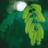 Las plantas de la regin del Alto Magdalena presentan una gran diversidad de formas y tamaos. Hojas de Mimosaceae.