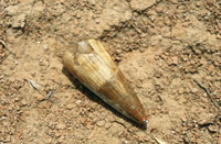 Restos fsiles de un cocodrilo.