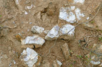 Fsiles de una tortuga.