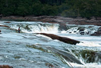 Cachivera Aracapurí en el río Vaupés, aguas abajo de Mitú, capital del departamento.