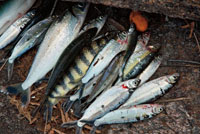 El pescado es parte importante de la dieta alimenticia de los pobladores de las riberas de los grandes ríos colombianos.