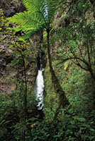La cascada La Mina, Caldas, se despeña al final de una estrecha cañada poblada de vegetación nativa.
