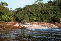Muchos de los raudales y caídas de agua están en lugares apartados y son prácticamente desconocidos para la mayoría de la gente. Raudal Guacamayas en Caño Mina, Guainía. 