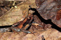 A pesar de que es necesario construir grandes centrales hidroeléctricas, con el represamiento de los ríos desaparecen muchas de las especies de fauna y flora que habitan en estos lugares. Ejemplar de rana cocoi, Eleutherodactylus sp., camuflada entre la hojarasca.