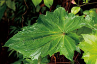 Muchas especies vegetales se pueden perder tras las inundaciones. 