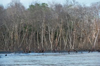 La represa de  Urrá fue construida para generar energía y regular el caudal del río Sinú. Esto afectó los manglares del delta de Tinajones  y ciénagas aledañas y no impidió las grandes inundaciones que se presentan en la parte baja del río durante los fuertes inviernos.
