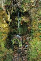 Las fuentes de agua pura son cada vez más escasas. Nacimiento de agua en el Nevado del Ruiz.