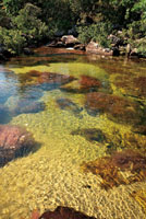Aguas cristalinas en la Serranía de La Macarena.