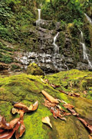 El desarrollo de la vida está íntimamente ligado a la presencia del agua. Cascada Las Mieles, Tolima.