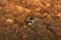 Rana de la familia Leptodactylidae al acecho de una presa en medio de la corriente de un arroyo.