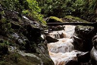 Las aguas turbulentas suelen crear a su alrededor un microclima que favorece el desarrollo de vegetación exuberante. Río Suaza, Huila.