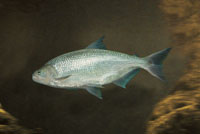 La sabaleta, Brycon sp, es muy ágil y puede saltar los raudales.