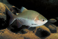 La cachama, Piaractus brachypomus, busca aguas más tranquilas.