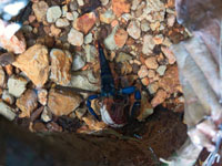 El camarón de agua dulce, Macrobrachium americanum, debe remontar raudales y pequeñas caídas de agua durante su ciclo de vida.